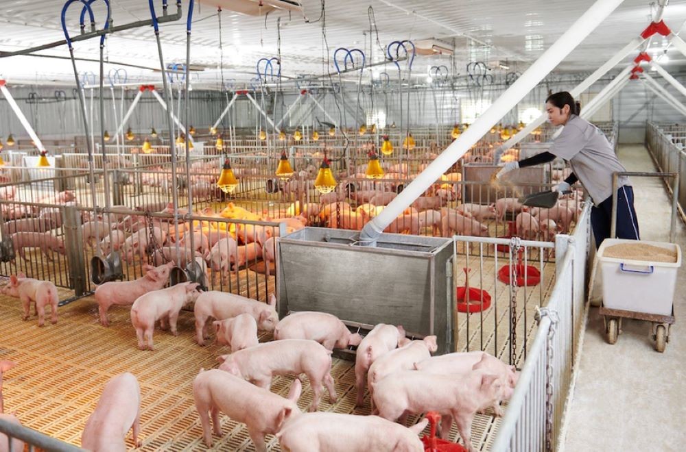 Kiến nghị sửa quy định về thuế VAT để gỡ khó cho ngành chăn nuôi