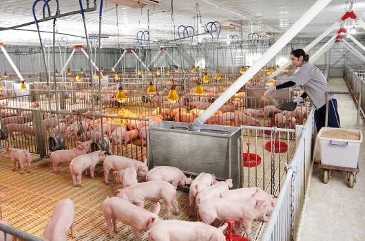 Kiến nghị sửa quy định về thuế VAT để gỡ khó cho ngành chăn nuôi