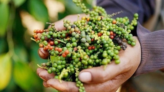 Giá tiêu neo ở mức "trong mơ" 143.000 đồng/kg, chuyên gia dự báo đà tăng chưa dừng lại