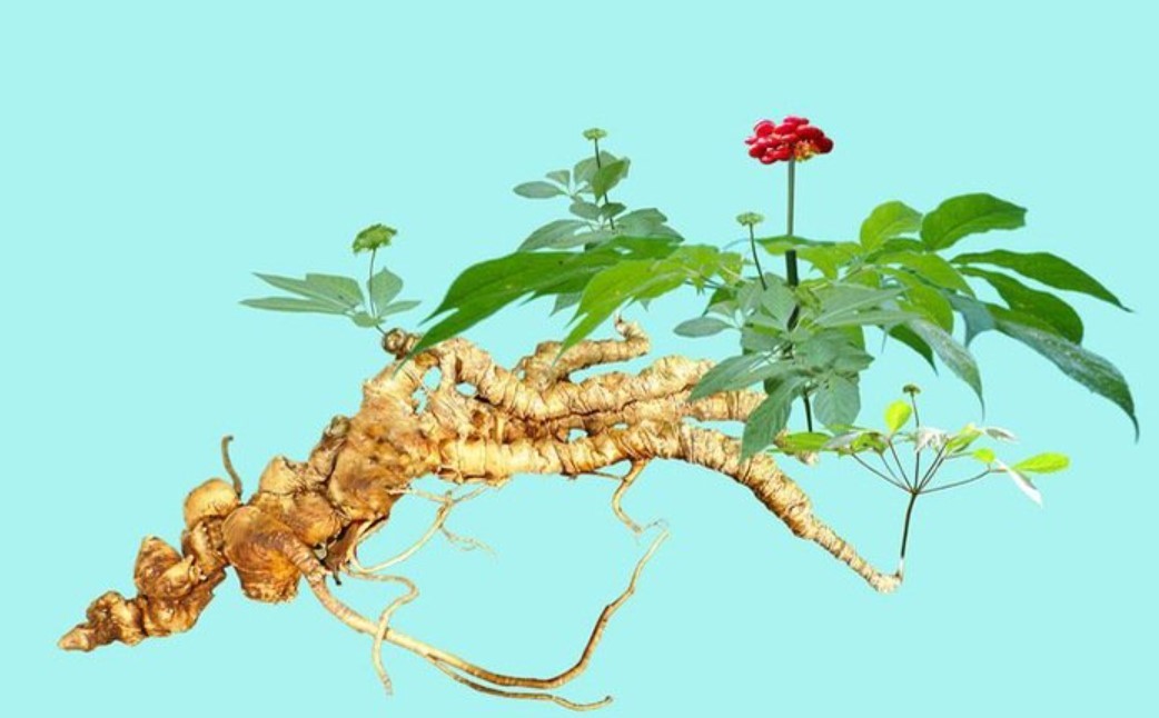 Sâm Ngọc Linh: Từ báu vật đại ngàn đến khát vọng toàn cầu