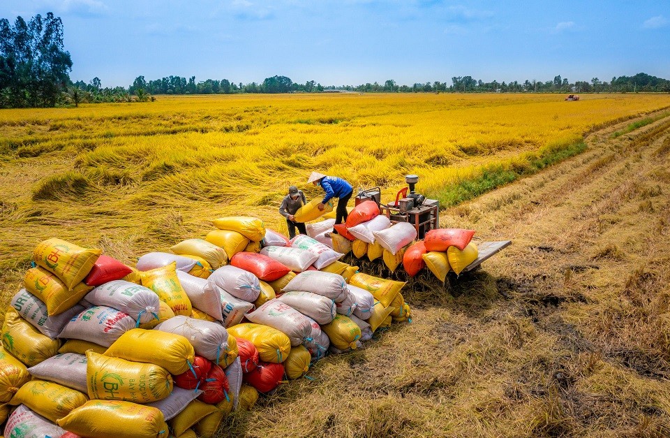 Giá gạo Việt Nam liên tục lập đỉnh