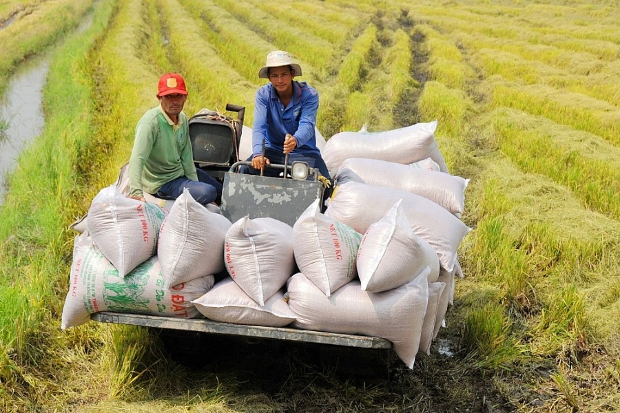 Giá gạo Việt Nam liên tục lập đỉnh