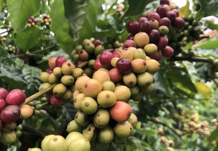 Giá cà phê hôm nay 4/9: Thị trường chao đảo, trong nước giảm sâu, thế giới diễn biến trái chiều