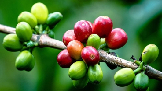 Giá cà phê ngày 5/9: Thế giới phân hóa, thị trường trong nước phục hồi sau phiên giảm sâu
