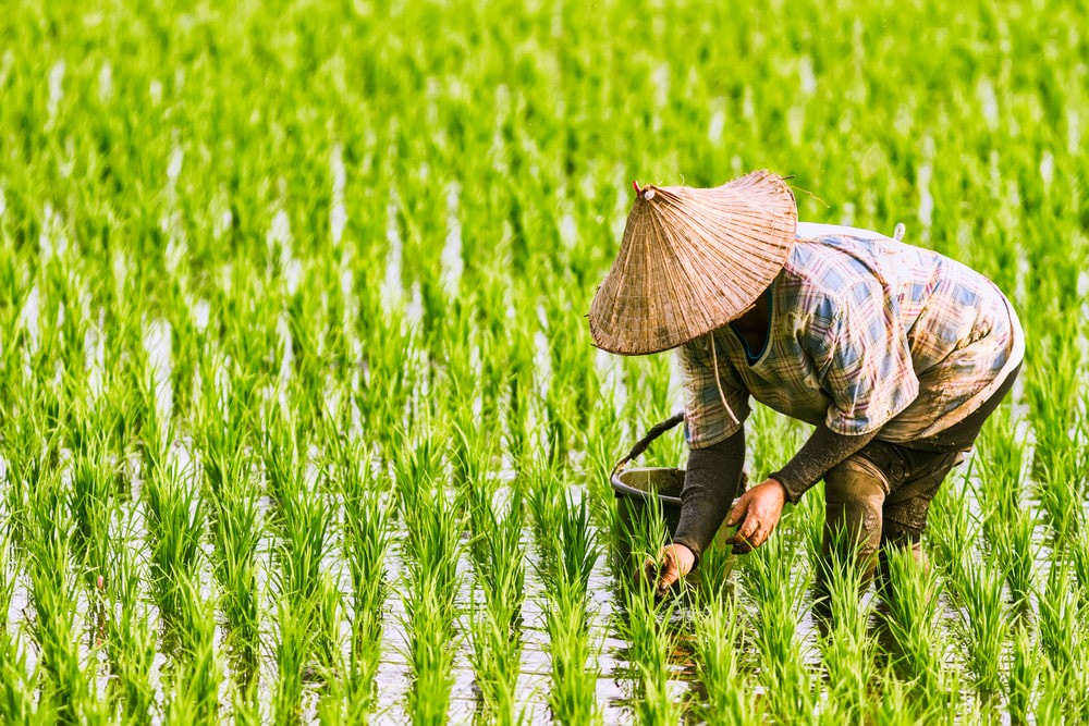 Phù Yên tập trung chuyển đổi cơ cấu cây trồng theo hướng ứng dụng công nghệ cao và sản xuất hữu cơ.