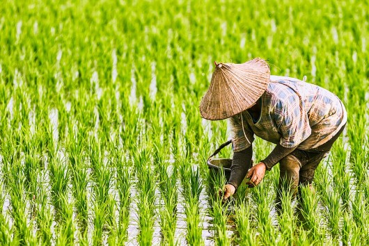 Phù Yên phát triển nông nghiệp hữu cơ, xây dựng thương hiệu nông sản địa phương