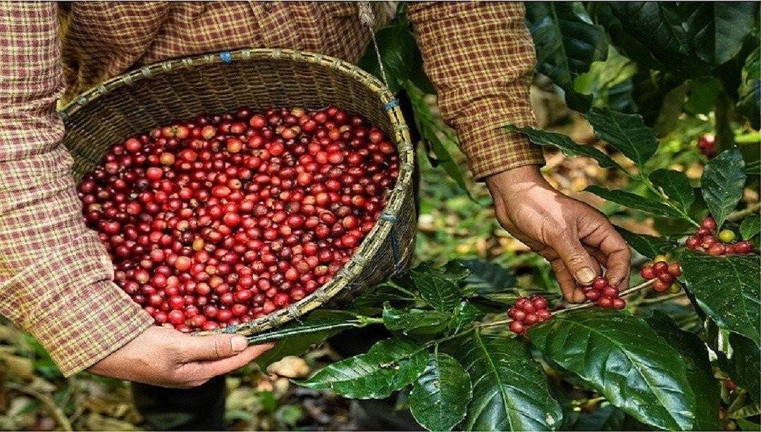 Xuất khẩu nông, lâm, thủy sản: Vững đà tăng trưởng, hướng tới mục tiêu 65 tỷ USD