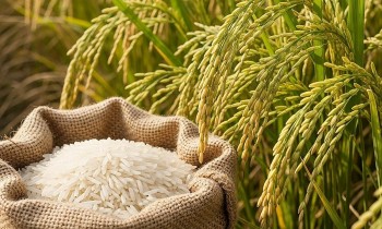 Nâng cao chất lượng giống: Chìa khóa cho thương hiệu gạo Việt