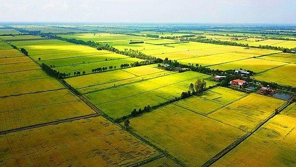 Sản xuất nông nghiệp tháng 8 phục hồi tích cực