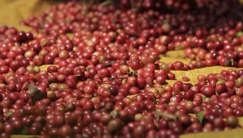 Giá cà phê hôm nay 9/9: Thị trường 