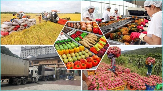 Đa dạng hóa thị trường xuất khẩu – Chiếc chìa khóa sống còn cho doanh nghiệp Việt