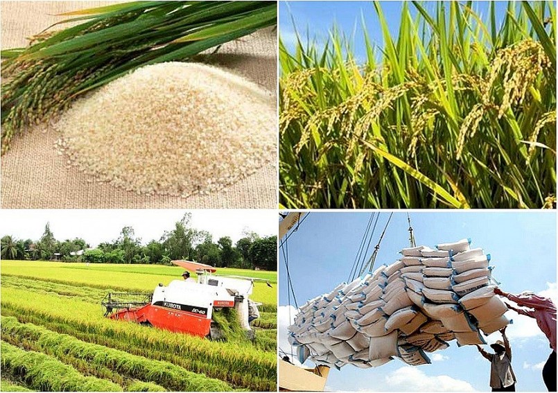 5 nhóm giải pháp thúc đẩy sản xuất và xuất khẩu gạo
