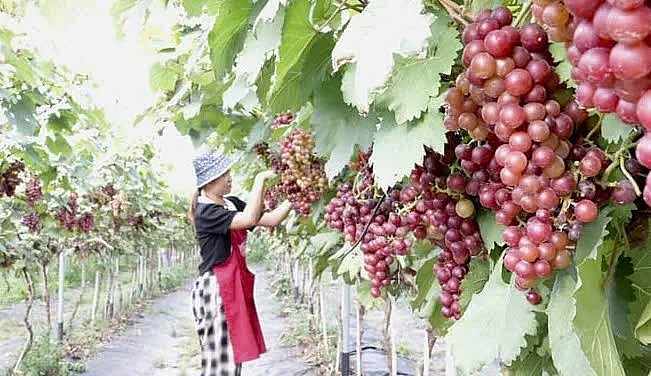 Du lịch nông nghiệp: Hướng đi mới cho kinh tế nông thôn