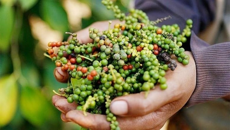 Thị trường hồ tiêu đi ngang, giữ vững mốc 150.000 đồng/kg