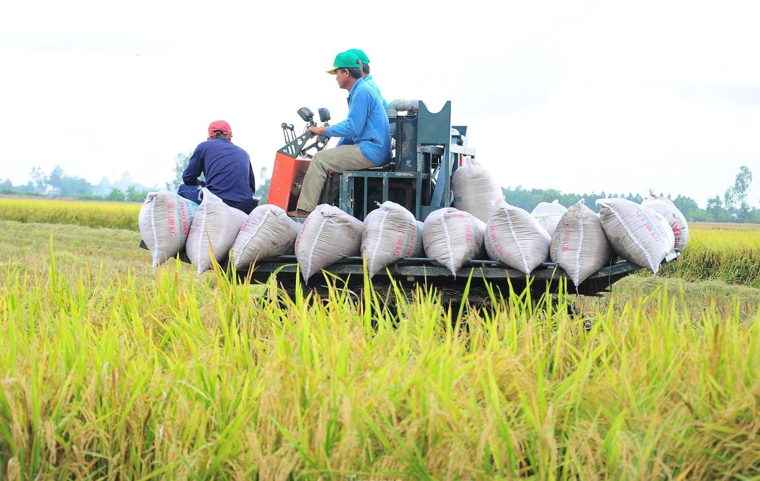 Thông qua nội dung Bản ghi nhớ hợp tác thương mại gạo Việt Nam – Singapore Thông qua nội dung Bản ghi nhớ hợp tác thương mại gạo Việt Nam – Singapore