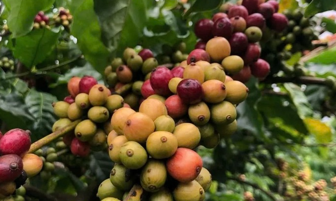 Giá cà phê hôm nay (2/10): Nguồn cung toàn cầu thắt chặt, giá trong nước tiến sát mốc 116.000 đồng/kg