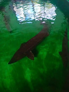 “Báu vật nước lạnh” vùng Tây Bắc: Cá tầm 50 kg sẽ gây ấn tượng tại Tuần lễ Nông sản Việt 2025