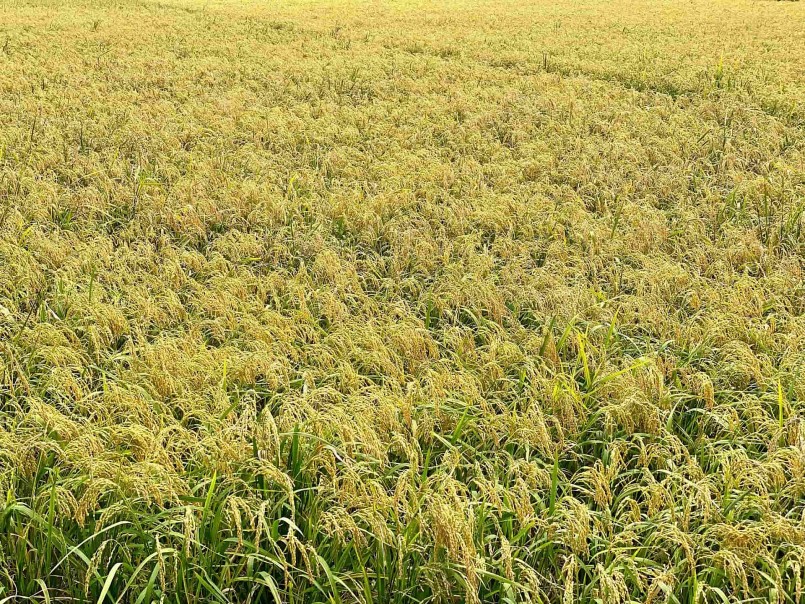 Gạo nếp nhung Tam Sơn: Hạt ngọc trời của vùng Kinh Bắc Gạo nếp nhung Tam Sơn: Hạt ngọc trời của vùng Kinh Bắc