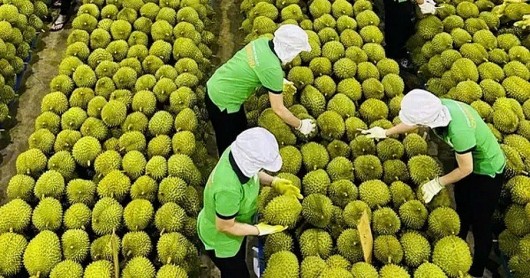 Sầu riêng Việt Nam khôi phục xuất khẩu sau tắc nghẽn kiểm nghiệm