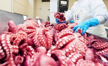 Mực, bạch tuộc chế biến sẵn bùng nổ kéo xuất khẩu Việt Nam lập kỷ lục mới