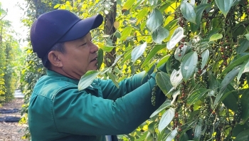 Hồ tiêu Việt tiếp đà tăng trưởng, 11 tháng thu về hơn 1,5 tỷ USD
