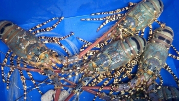 Giữ đà tăng trưởng tại Trung Quốc: Doanh nghiệp tôm Việt phải đổi mới gì?