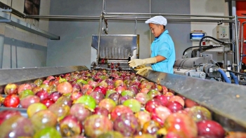 Xuất khẩu chanh leo vượt 200 triệu USD, hướng tới ngành hàng tỷ đô