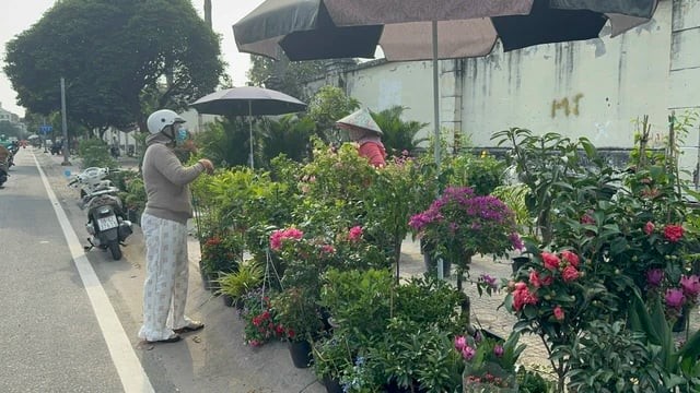 Hoa kiểng đổ về TP.HCM, sẵn sàng cho mùa Tết