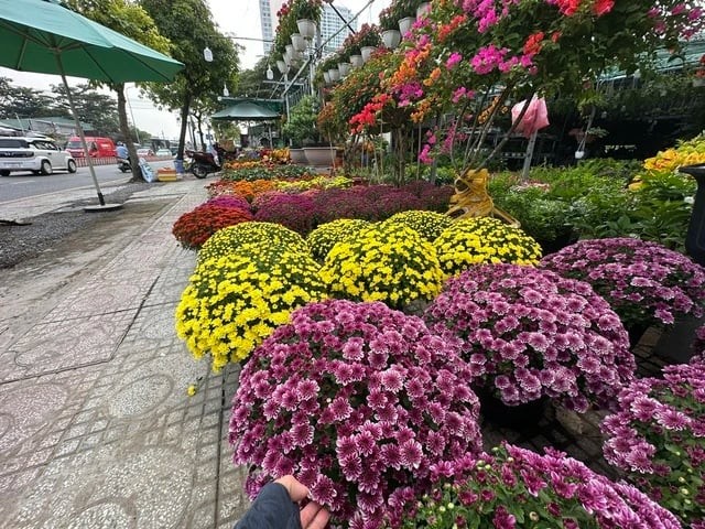 Hoa kiểng đổ về TP.HCM, sẵn sàng cho mùa Tết