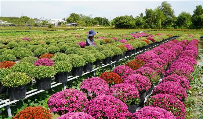 Hoa kiểng đổ về TP.HCM, sẵn sàng cho mùa Tết