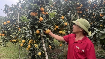 Vườn cam trên đất vải, niềm vui Tết ở Kiên Lao