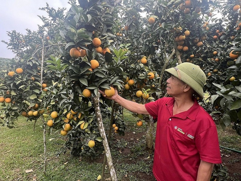 Vườn cam trên đất vải, niềm vui Tết ở Kiên Lao