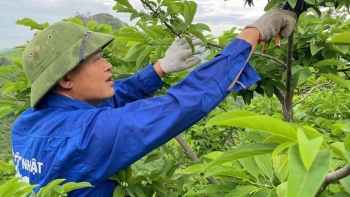 Nông dân 8x làm giàu từ cây na nhờ ứng dụng công nghệ cao