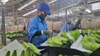 Kỳ vọng lập đỉnh xuất khẩu và bài toán quản trị chuỗi nông sản Việt