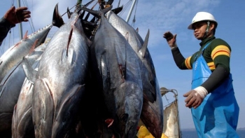 Xuất khẩu cá ngừ tiếp tục có sự tăng trưởng tốt
