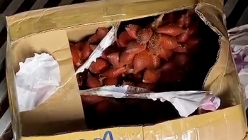 An Giang: Phát hiện 1,2 tấn quả mây không rõ nguồn gốc xuất xứ