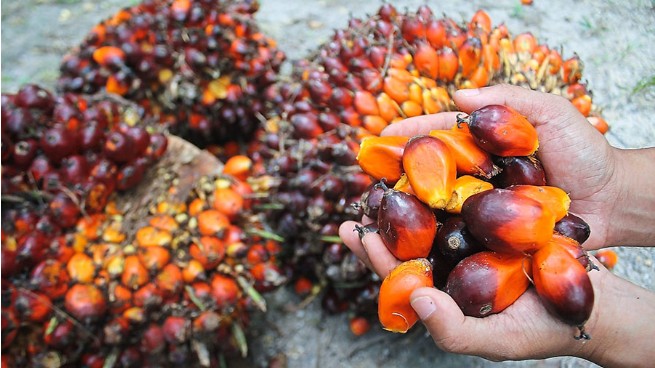 Indonesia cấm xuất khẩu dầu cọ thô và dầu ăn