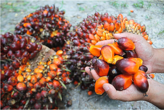 Indonesia cấm xuất khẩu dầu cọ thô và dầu ăn