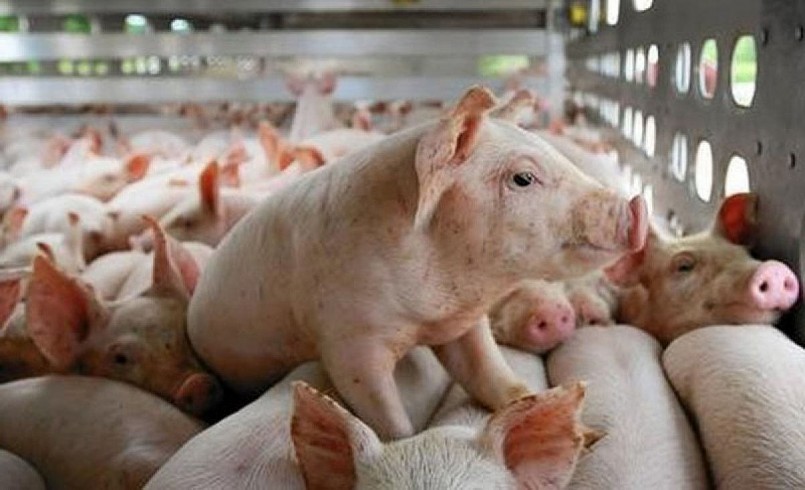Cập nhật giá lợn hơi hôm nay 29/5/2022: Cao nhất 60.000 đồng/kg
