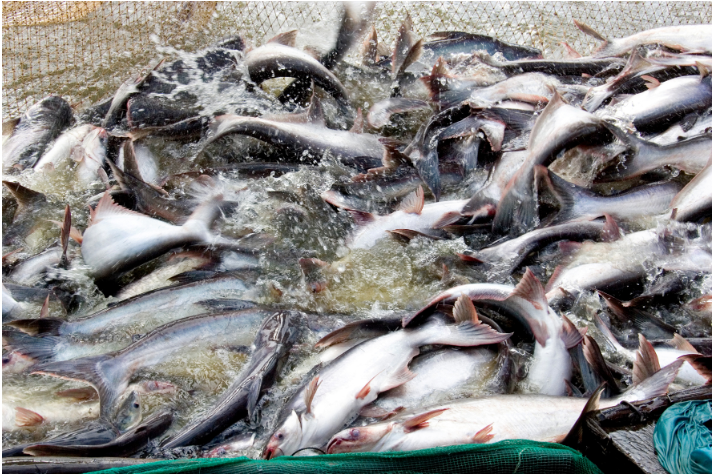Tôm, cá tra nằm trong top 10 thủy sản tiêu thụ nhiều nhất ở Mỹ