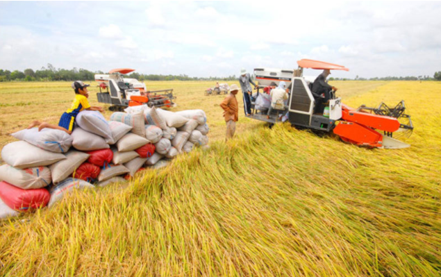 Xuất khẩu gạo sẽ tiếp tục tăng cao trong nửa cuối năm 2021