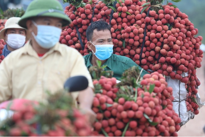 Vải thiều Bắc Giang: Một vụ mùa thắng lợi!