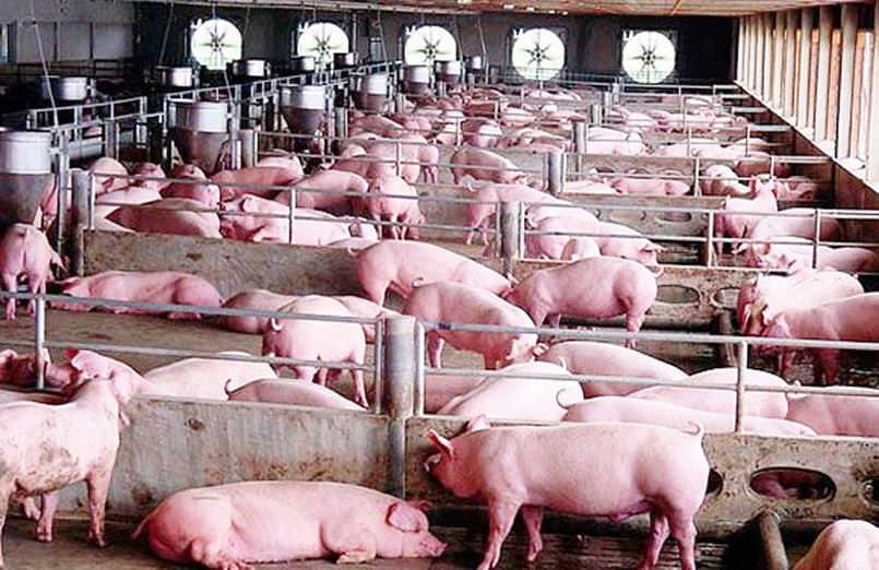 Cập nhật giá lợn hơi hôm nay 3/6/2022: Đi ngang ở nhiều tỉnh thành