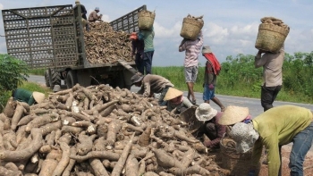 Ngành sắn vẫn chưa tận dụng được cơ hội từ các FTA