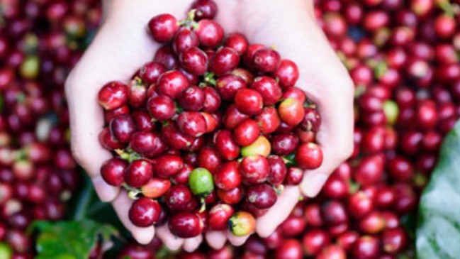 Cập nhật giá cà phê hôm nay 4/6/2022: Đi ngang
