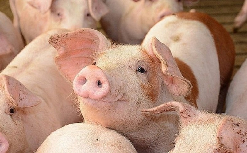 Cập nhật giá lợn hơi hôm nay 5/6/2022: Giảm rải rác ở các tỉnh thành
