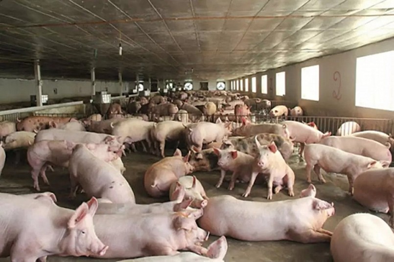 Cập nhật giá lợn hơi hôm nay 11/6/2022: Giảm từ 1.000 - 2.000 đồng/kg