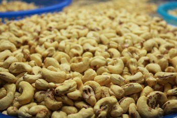 100 container hạt điều của Việt Nam nghi bị lừa tại Italia đã được trả lại