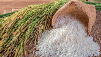 Giá gạo hôm nay 31/7: Duy trì xu hướng ổn định