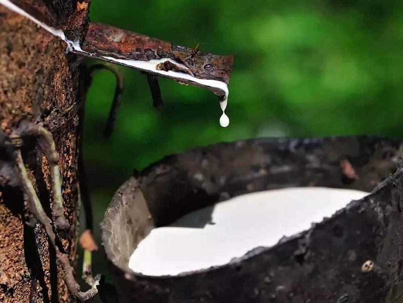 Giá cao su hôm nay 31/7: Giữ đà tăng tại sàn giao dịch châu Á
